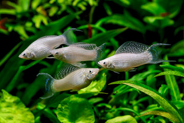 A green beautiful planted tropical freshwater aquarium with fishes.A shoal of Platinum Molly Fishes...
