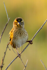 Female Long-tailed Widowbird (Langstertflap) (Euplectes progne) in non-breeding plumage in Marievale Wetland Bird Sanctuary, Springs, Gauteng, South Africa