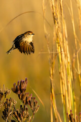 Levaillant’s Cisticola (Cisticola tinniens) (Vleitinktinkie) in flight in Marievale Bird...
