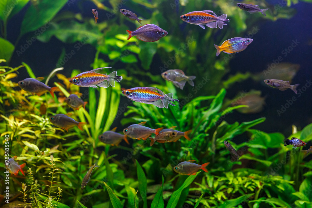 Canvas Prints A green beautiful planted tropical freshwater aquarium with fishes.A Congo tetra, Phenacogrammus interruptus, with water plants. - Canvas Prints