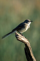 Cape Wagtail (Gewone Kwikkie) (Motacilla capensis) in Marievale Bird Sanctuary, Springs, Gauteng, South Africa 
