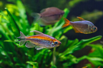 A green beautiful planted tropical freshwater aquarium with fishes.A Congo tetra, Phenacogrammus interruptus, with water plants.