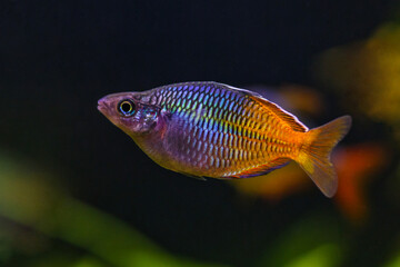 A green beautiful planted tropical freshwater aquarium with fishes.Boeseman's rainbowfish -...