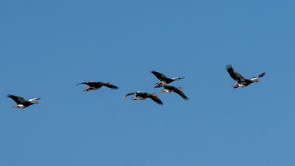 A flock of Spur-winged Geese (Wildemakou) (Plectropterus gambensis) in Marievale Wetland Bird Sanctuary, Springs, Gauteng, South Africa 