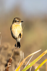 Female African Stonechat (Gewone Bontrokkie) (Saxicola torquatus) in Marievale Wetland Bird Sanctuary, Springs, Gauteng, South Africa