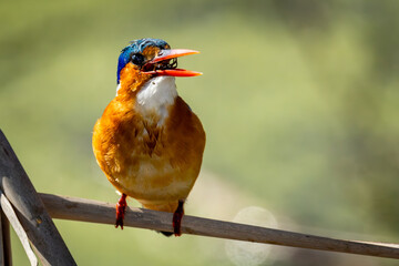 Malachite kingfisher (Corythornis cristatus) in Marievale Wetland Bird Sanctuary, Springs, Gauteng, South Africa