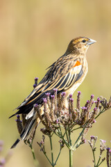 Male Long-tailed Widowbird (Langstertflap) (Euplectes progne) in non-breeding plumage in Marievale Wetland Bird Sanctuary, Springs, Gauteng, South Africa