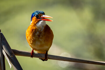 Malachite kingfisher (Corythornis cristatus) in Marievale Wetland Bird Sanctuary, Springs, Gauteng, South Africa