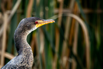 Reed Cormorant (Microcarbo africanus) (Rietduiker) fishing at Marievale Bird Sanctuary, Springs, Gauteng, South Africa 