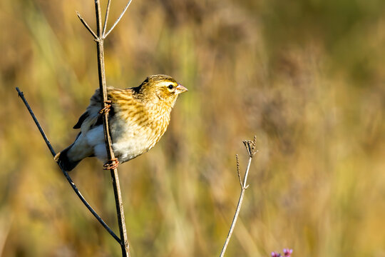 Female Long-tailed Widowbird (Langstertflap) (Euplectes progne) in non-breeding plumage in Marievale Wetland Bird Sanctuary, Springs, Gauteng, South Africa