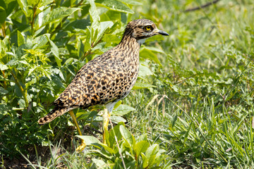 Spotted Thick-knee (Gewone Dikkop) (Burhinus capensis) at Marievale Bird Sanctuary, Springs, Gauteng, South Africa 