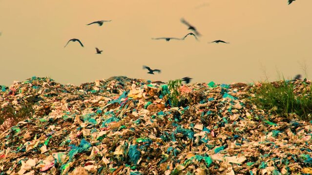 Crows and eagle birds flying over landfill waste. Environment pollution. Cinematic vibe