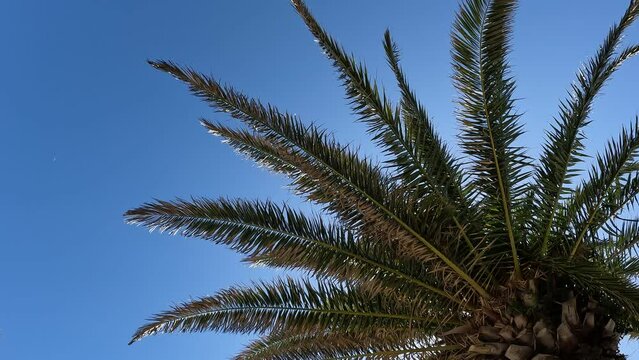 Green palm tree with birds in a nest summer day tranquility mediterranean sea france vacation
