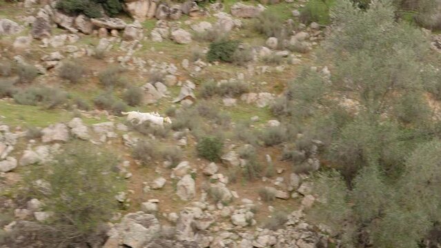 rehala of big game dogs tracking prey