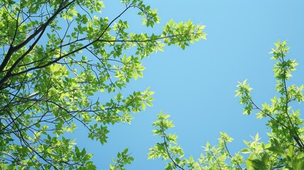 Fototapeta premium Seasonal Leaves: A photo of trees with fresh green leaves against a clear blue sky