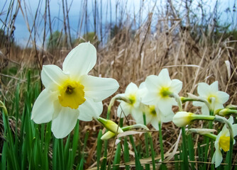 White daffodils in early spring against the background of autumn grass.