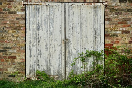 Weathered wooden door on a brick wall with brambles growing by the side. England, UK.
