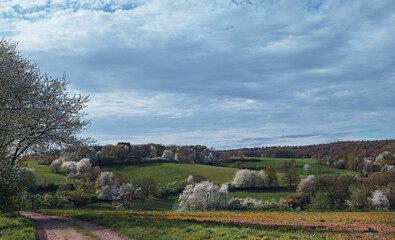 Fototapeta na wymiar Natur April, Blütenbäume Felder Himmel Rotenberg