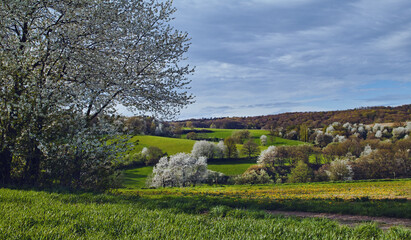 Natur April, Blütenbäume Felder Himmel Rotenberg