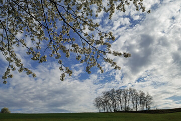 Natur April, Blütenbäume Felder Himmel