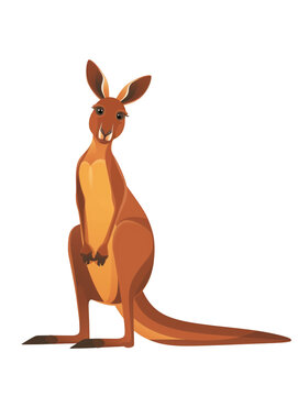 kangaroo isolated on white transparent background. PNG format