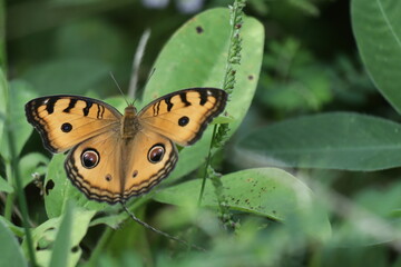 a close-up of an orange butterfly sitting on a leaf with a green background