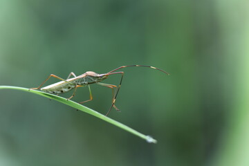 insects resting on a leaf against a green background
