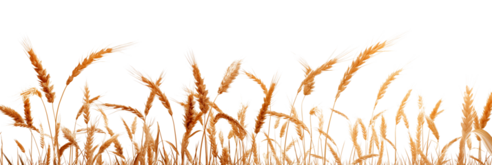 Wheatfield is isolated on a transparent background. Golden autumn wheat harvest