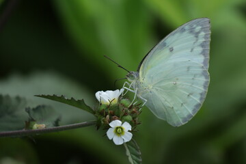 a close-up of an white butterfly sitting on a leaf with a green background