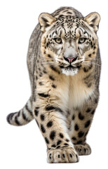 PNG Snow leopard wildlife animal mammal. AI generated Image by rawpixel.