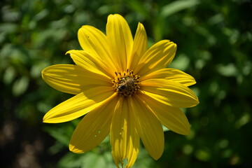 Gelbe Blüte mit Biene