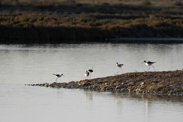 flock of seagulls