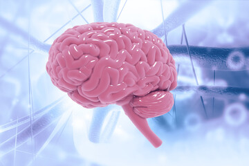 Human brain anatomy on nerve cell background. 3d illustration..