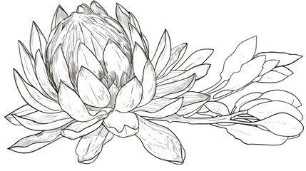Outline drawing of a protea flower.Vector illustration