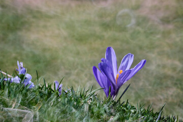 Gran Sasso: Fioriture di Crocus a Campo Imperatore - Abruzzo