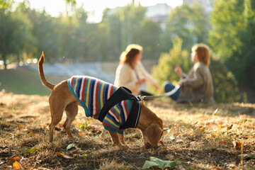 Dog in the park on the leash with two friends on the background. Autumn, spring time, beautiful...