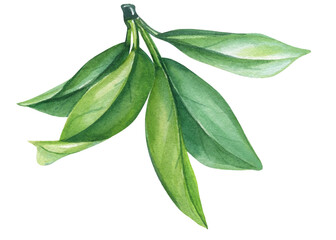 Beautiful green leaves, botanical flora. Painting Watercolor illustration, hand drawing green tea branch, growth herbal - 785200140