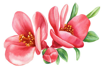 Obraz na płótnie Canvas Beautiful bloom sakura, botanical flowers. Hand drawn Watercolor floral illustration, blooming branch quince flower