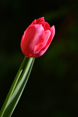 A red tulip against the black background