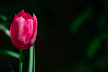 Beautiful pink tulip against a black background