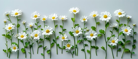 Feverfew Flower Overview: Healing Essence Meets Simplicity. Concept Herbal Remedies, Natural Healing, Medicinal Plants, Health Benefits, Flower Cultivation - obrazy, fototapety, plakaty