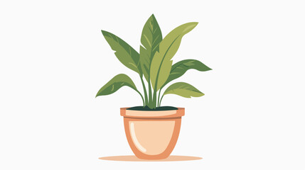 House plant growing in pot. Green leaf houseplant