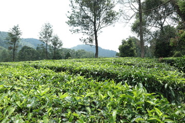 green tea garden in west java, indonesia