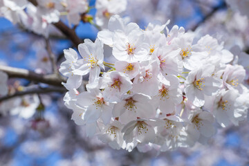 満開を迎えた桜の花 ソメイヨシノ
