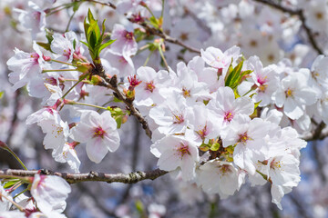 満開を迎えた桜の花 ソメイヨシノ