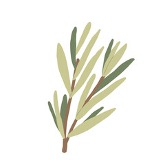 Rosemary isolated on white background. Fresh herb branch. Hand drawn illustration.