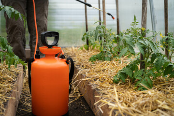 Spraying tomatoes in the greenhouse from phytophthora, a woman farmer fertilizes the crop