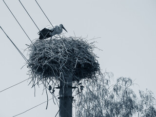 White stork on its nest. Black and white image.