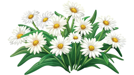 Isolated vector bouquet of daisy flowers Flat vector