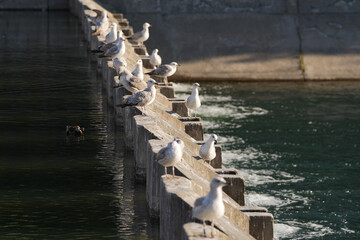 seagulls on the dock